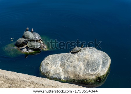 Turtles resting on boulder in lake