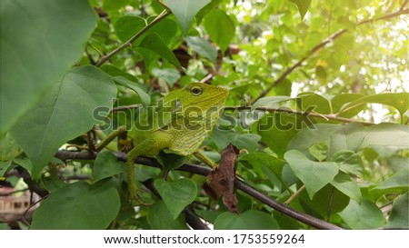 An iguana that is camouflaging on green plants. Igunana is an animal with the ability to change colors according to where it wants