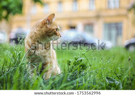 Cat sits on the grass. Gray street cat is walking down the street. A spotted cat sits on the sidewalk. Red cat is sitting at home. 



