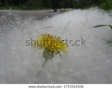 Dandelion Flower In The Summer Snow Of Poplar Seed Fluff