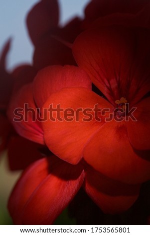 Detail of the inflorescence of a red geranium under a spotlight 