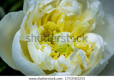 The concept of lightness and tenderness. White peony flower in macro photography. The texture of the petals of a growing white lush fragrant peony close-up, top view.