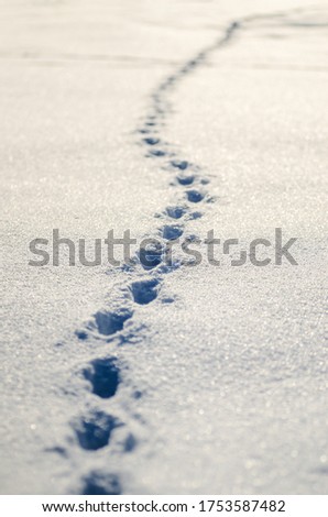 Traces of a man in winter snow. Sunny winterday. Snow with imprints of human footprints. Imprints of boots on the snow in the village. Outdoor recreation. Frosty sunny winter day. Walk in the snow. Royalty-Free Stock Photo #1753587482