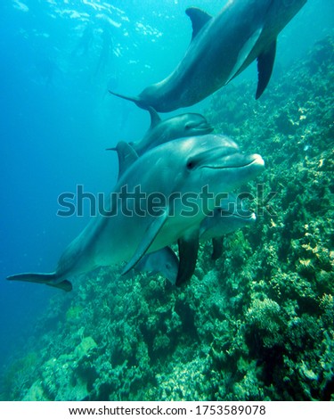 Delphine Mammal Marine Dive Underwater