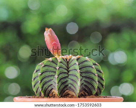 cactus in the garden at Thailand