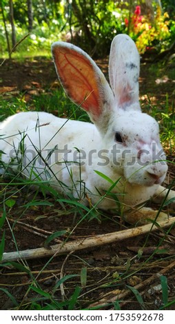 a white dirty rabbit in the yard 