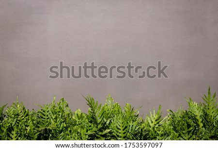 Light brown colored concrete wall background picture With The Monarch fern on the bottom.