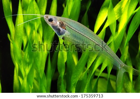 Transparent Glass or Ghost catfish Royalty-Free Stock Photo #175359713