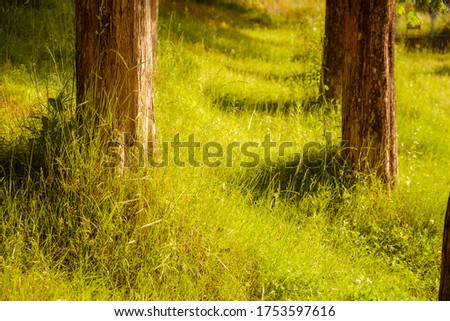 Dusk in the forest, japan, side light 