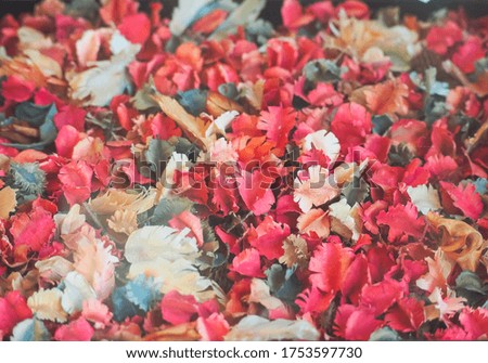 red pink brown yellow white flower background blurred select tive focus, wallpaper backdrop vintage valentine