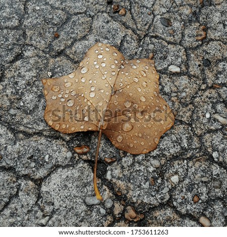 Rain drops on brown leaf on road