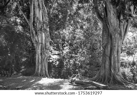 Gateway to Honolulu Rainforest.  Black and white photo of the dense foliage and legacy hardwood trees for use in an ecology ad or textbook.
