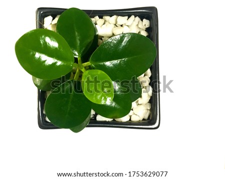 Top view of little Ficus Annulata Blume Moraceae in the small black pot put on the white background. 