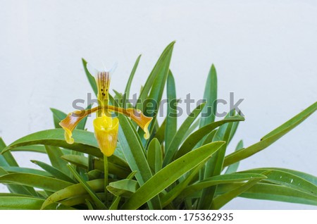 beautiful orchid on white background, mini lady-slipper