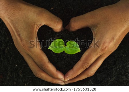 The hands of farmers are planting seedlings with love and care.
