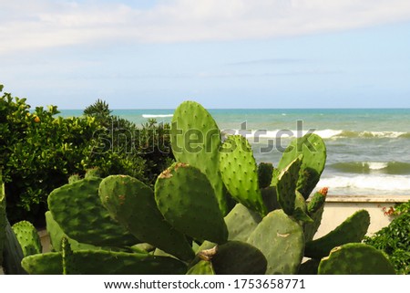 Cacti on the background of the sea.