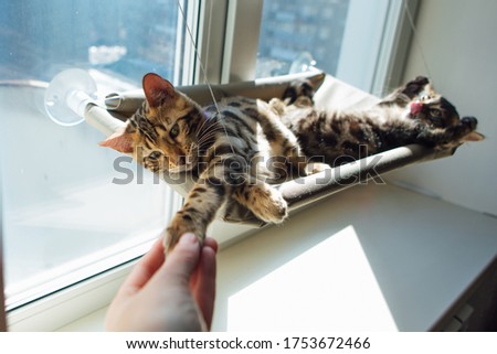 Cute little bengal kitty cat laying on the cat's window bed toching woman's hand. Sunny seat for cat on the window. Copy space.