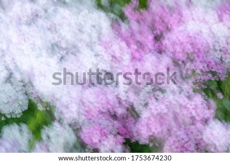 Abstract, double exposure, shot of pink and white flowers in summertime, out of focus and blurred. Background with a dreamy look. Backdrop for montage, copy space with place for text, lettering.