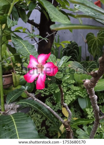 the focus of the picture is on blooming red frangipani flower surrounded by green leaves, and some blurry parts and background. photographed at closeup range