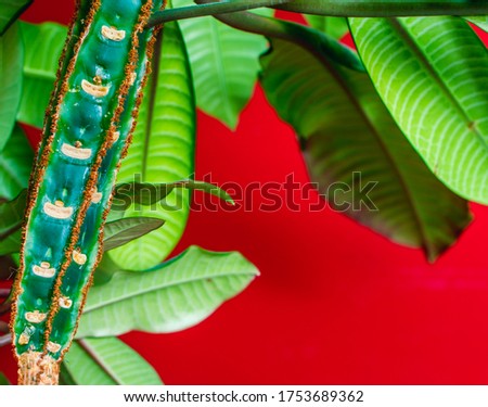 Green minimalistic plant parts on strong red background