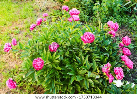 The pink peony bush has fully bloomed in our garden