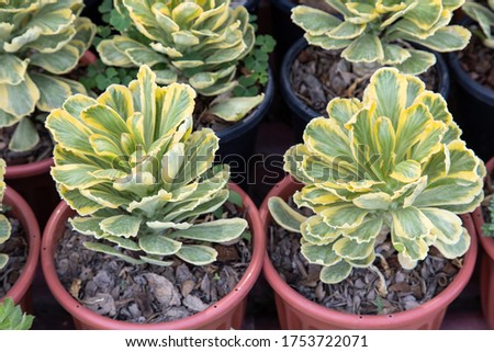 The ornamental hemp cactus in pot