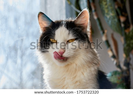 Cute young black and white cat near glass of the window in the room