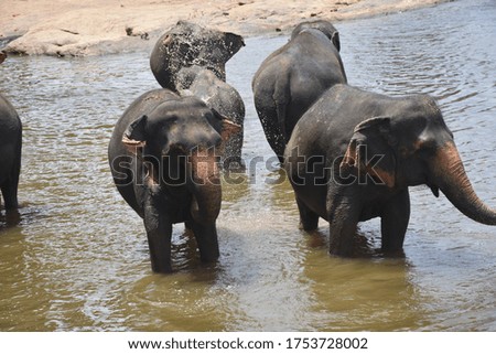 Picture of Elephants in Sri Lanka