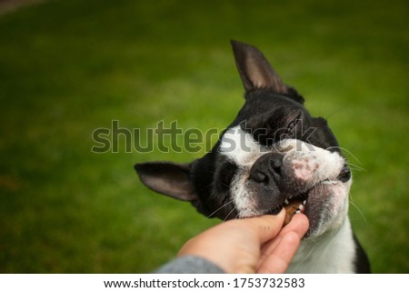 Boston terrier eat dogs
biscuit.