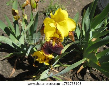 beautiful blooming irises with yellow petals