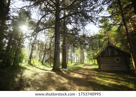 outdoor activities tourism, holiday house in a pine forest, summer landscape sunny day nature north