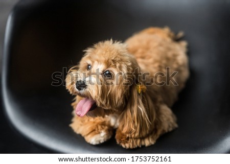Toy poodle lying on black chair and show tongue to the side. Close up portrait of ginger dog