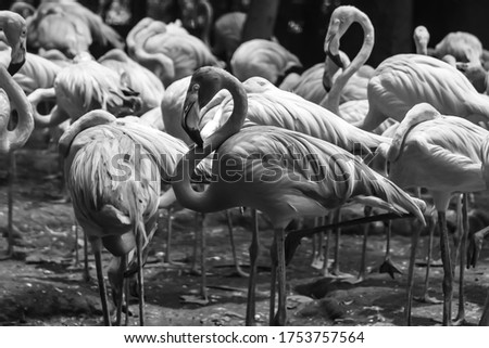 Flamingos Wildlife Animal Photography Wallpaper