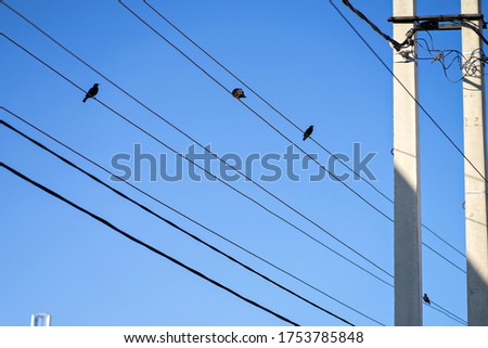 Starlings are sitting on wires against a blue sky and next to poles for electricity
