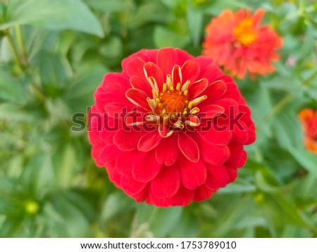 Bright red zinnia flowers bloom in front of the house, receiving early morning light.