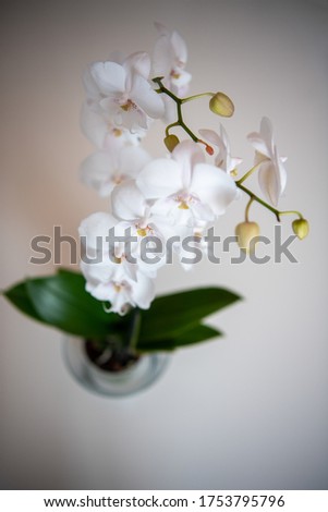 Orchids flowers close up on bokeh background. White orchids flowers in branch