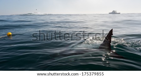 Fin of a Great White Shark in water. Shark Fin above water near the boat. 