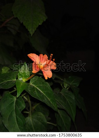 beautiful flower picture in night