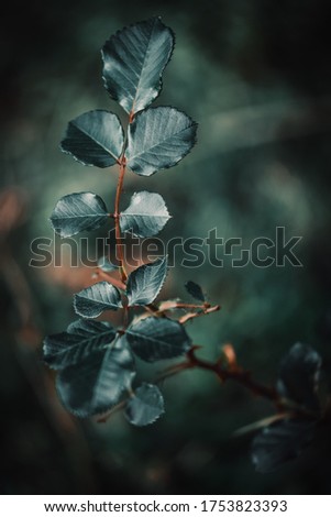 Picture of a home grown Rose plant green leaves with a moody background taken at flower garden in Uttarakhand, India.
