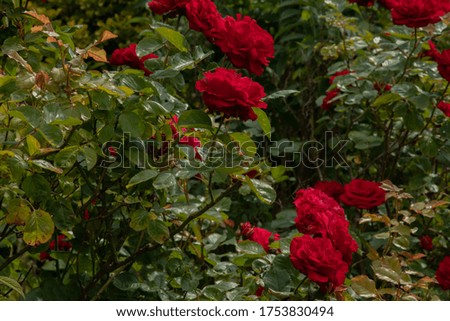 Romantic Red roses are so beautiful