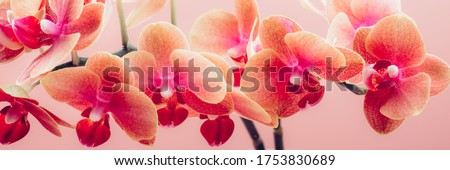 Orange Phalaenopsis Orchid Plant or Moth Orchid in Vase on Pink Background, banner size Royalty-Free Stock Photo #1753830689