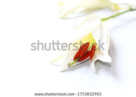 Lily flower isolated on a white background Leave space for text input.