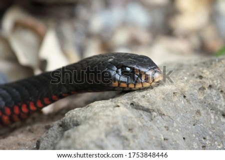 Red-bellied Black Snake at Lamington National Park, Australia
