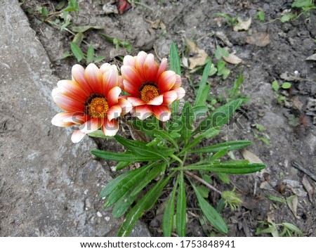 two orange and white daisies - a symbol of friendship, affection, couple, proximity