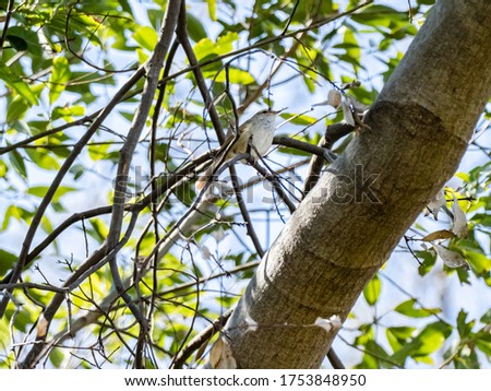 A Japanese bush warbler, Horornis diphone, or Uguisu in Japanese, perches in the undergrowth of a tree near a park in Yokohama, Japan.
