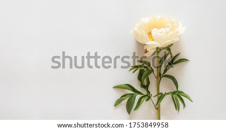 Pale creamy large peony flower on a light gray background with copy space, top down composition.