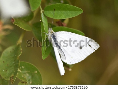 a small white butterfly in the field