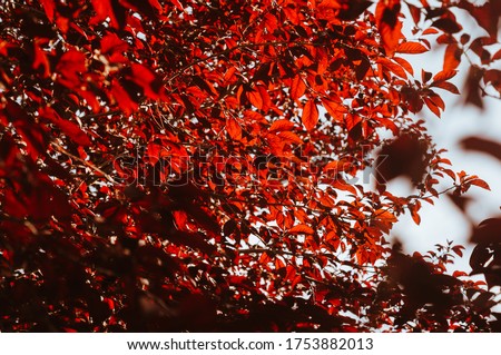 warm rays of spring sun, through reddish leaves and branches