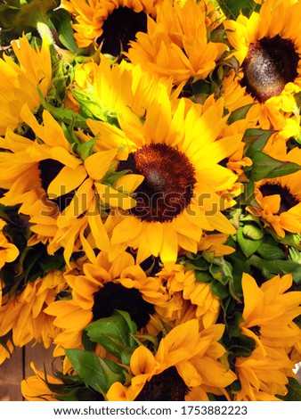 Sunflowers in dappled light with sun rays