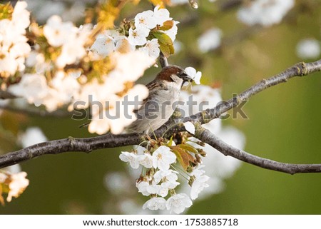 House Sparrow in blossom tree